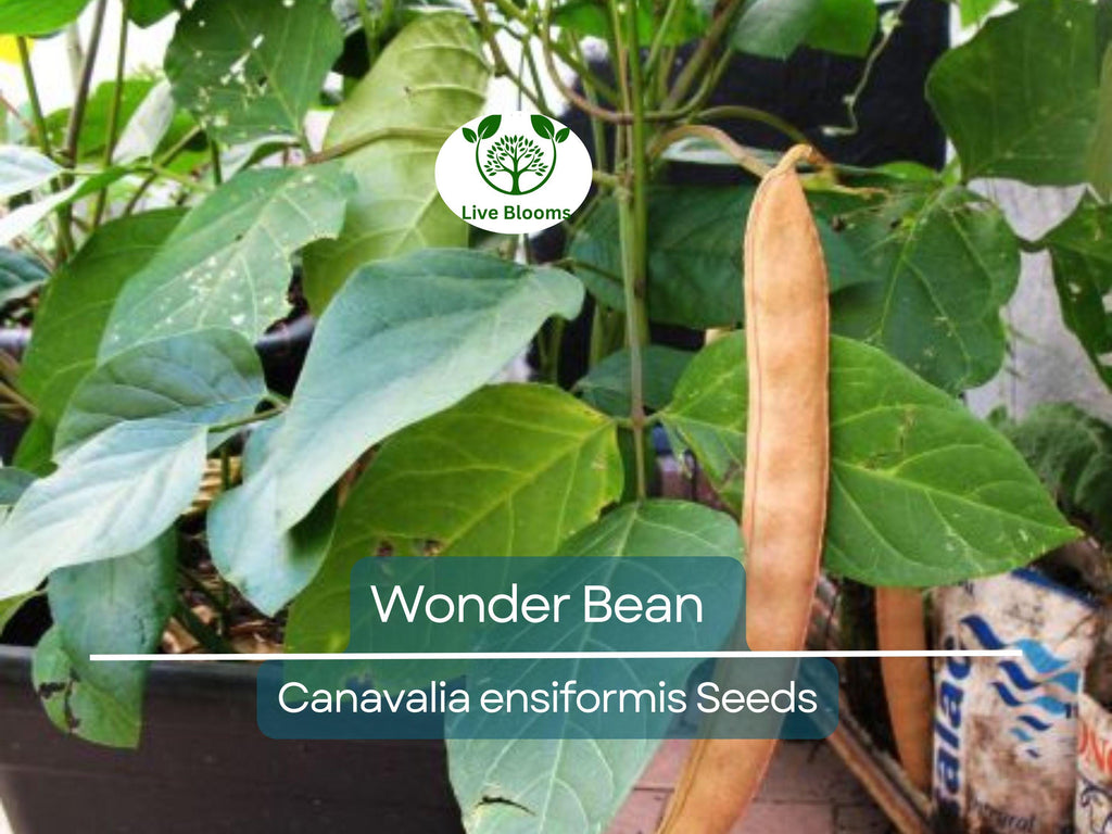 10 Wonder Bean Seeds - Giant Jack/Sword Beans (Canavalia ensiformis) - High-Yield, Easy to Grow, Edible Legume for Garden or Vine