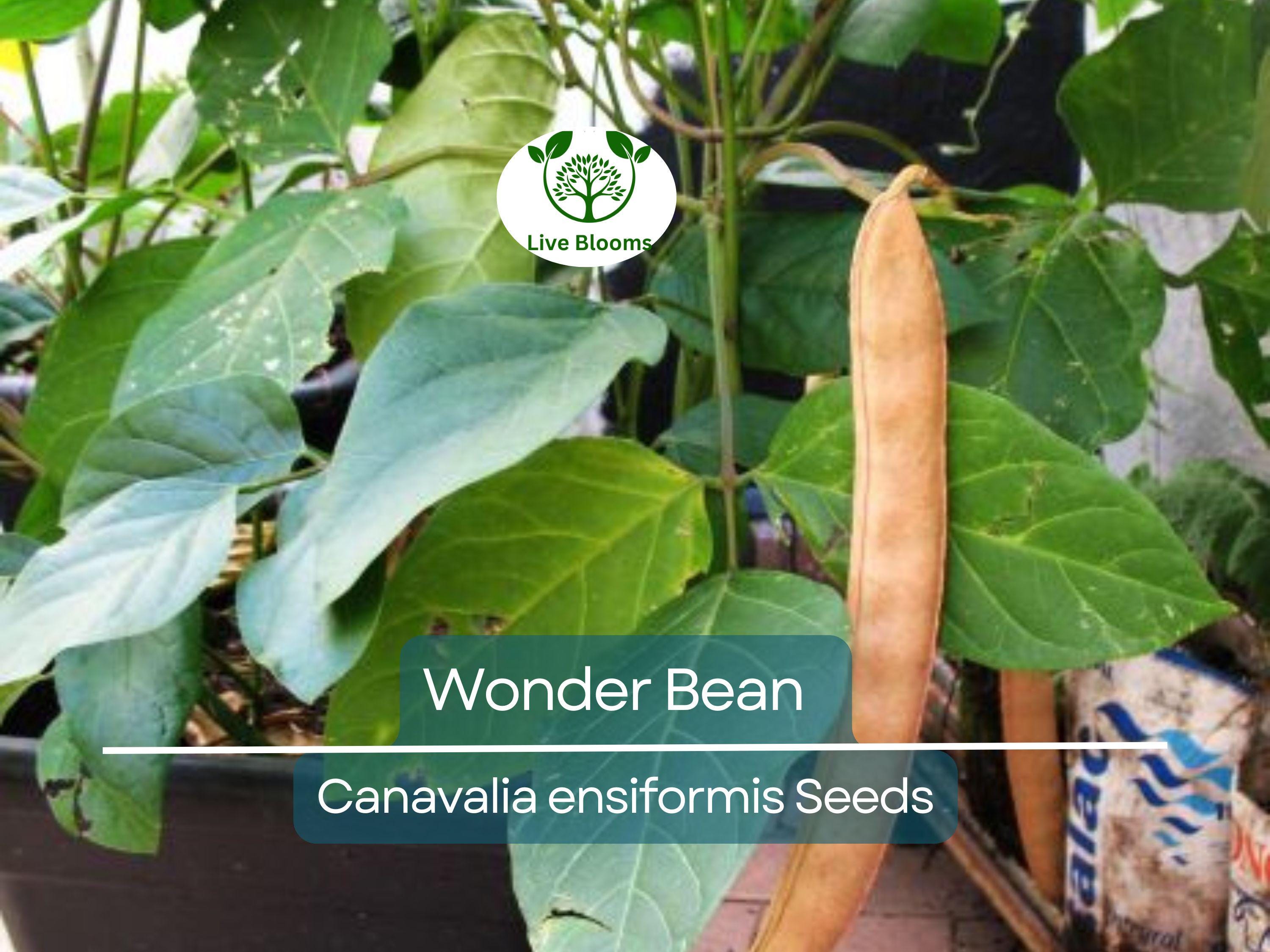 10 Wonder Bean Seeds - Giant Jack/Sword Beans (Canavalia ensiformis) - High-Yield, Easy to Grow, Edible Legume for Garden or Vine