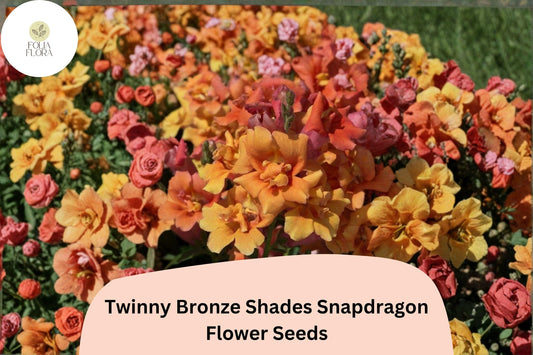 1000+ Twinny Bronze Shades Snapdragon Seeds | Antirrhinum majus | Double Bloom Mix in Bronze & Peach Tones