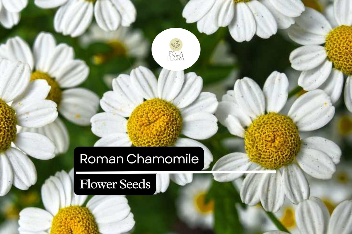 2000 Seeds Roman Chamomile (Chamaemelum nobile) – Fragrant Perennial Herb for Tea, Ground Cover, and Aromatherapy