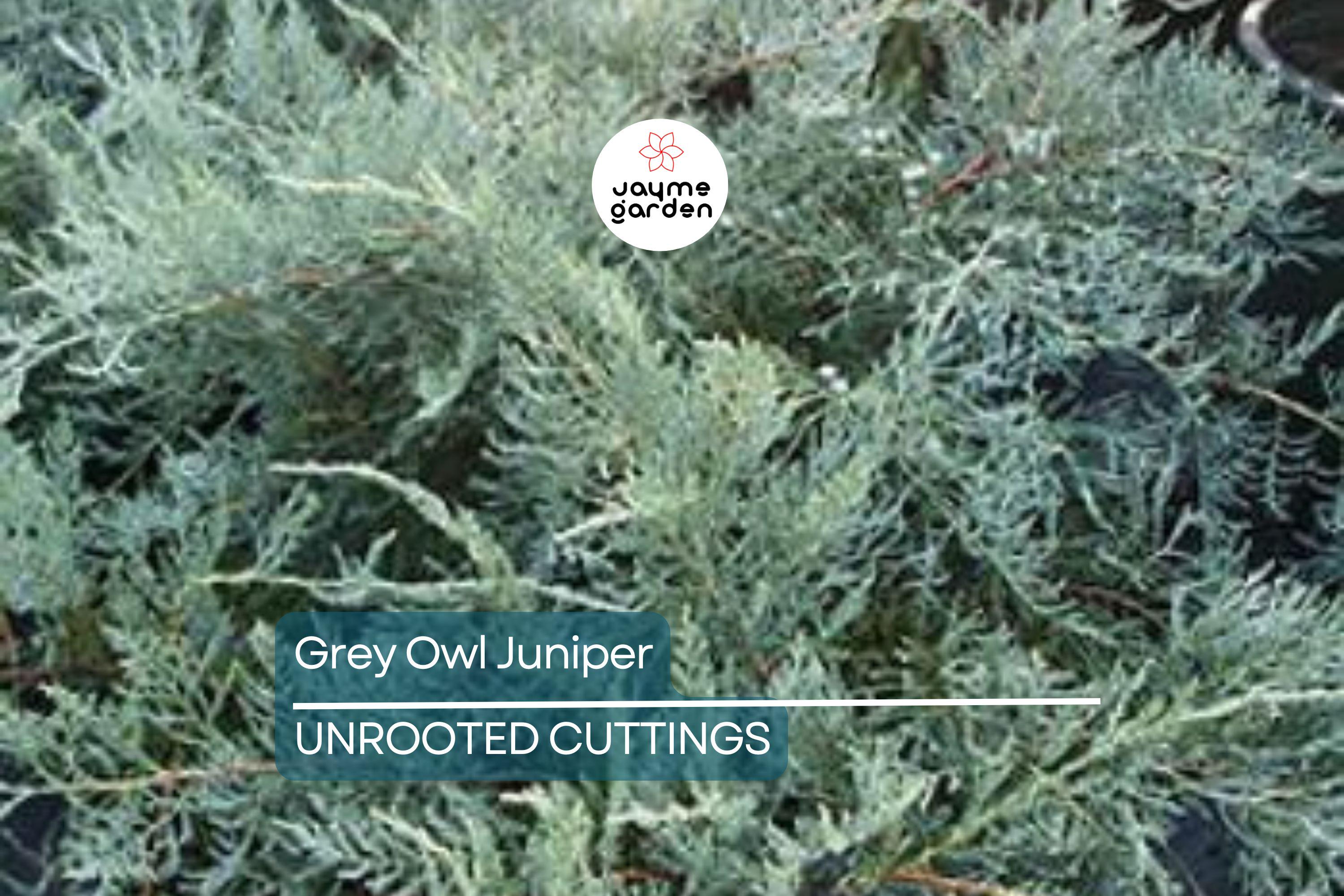 4 Fresh Cuttings Grey Owl Spreading Juniper (5-7") - Silvery Grey Evergreen Shrub, Drought Tolerant