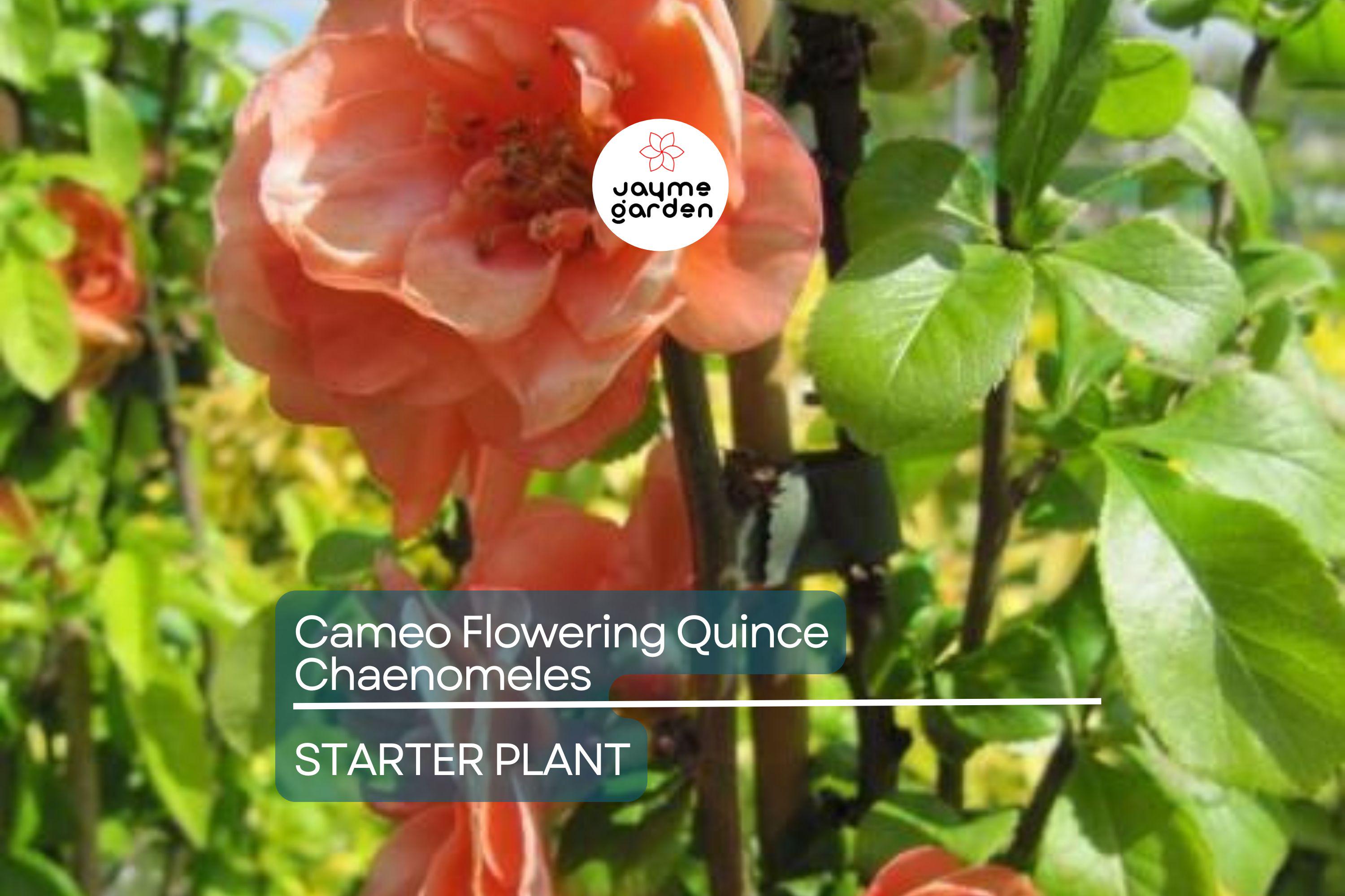 Cameo Flowering Quince (Chaenomeles Speciosa) | Live 1-Gallon Shrub for Bonsai or Garden | Hardy Zones 4-8
