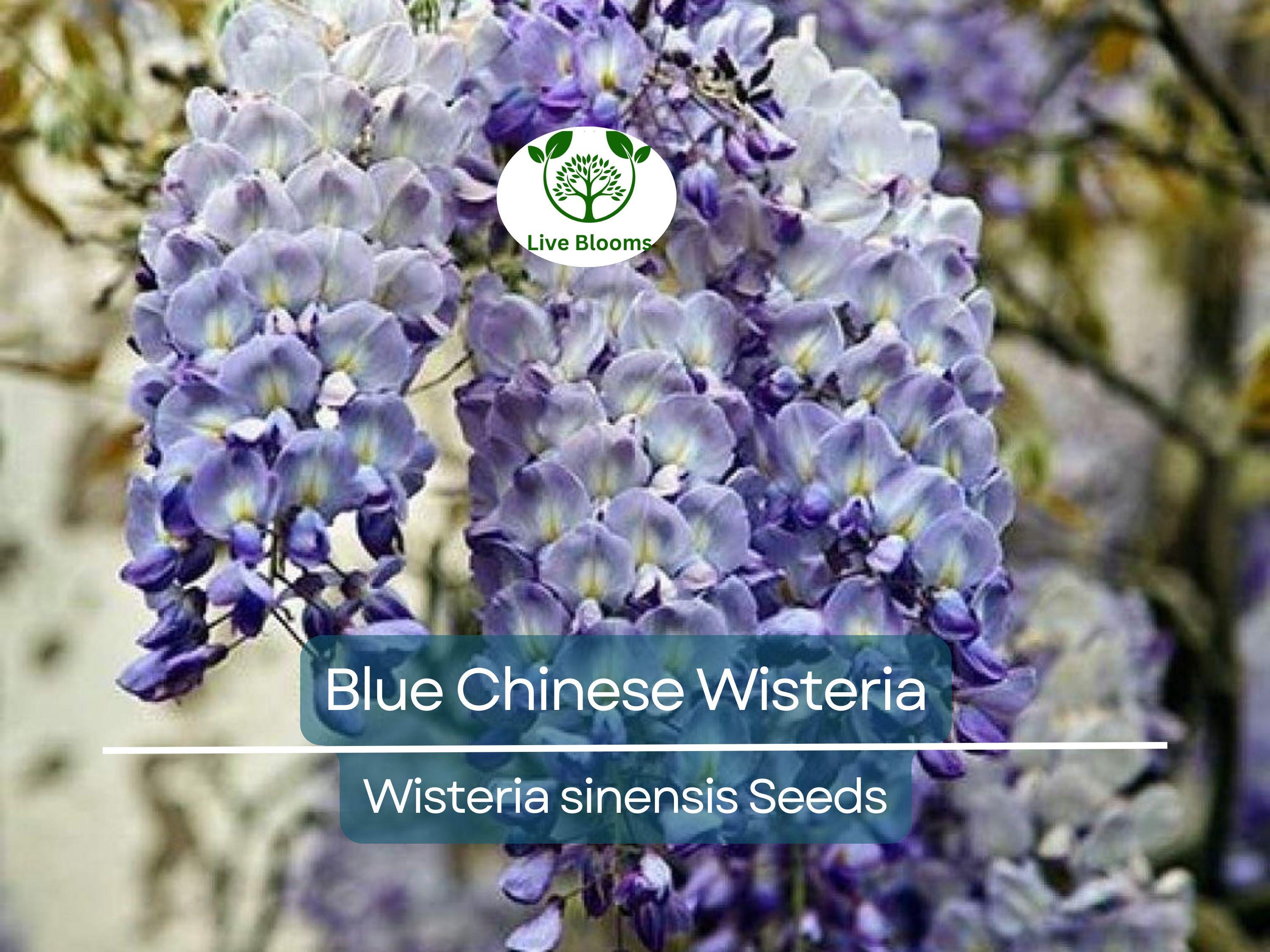 5 Blue Chinese Wisteria Seeds | Perennial Climbing Flower Vine Shrub (Wisteria sinensis), Fragrant Blooms, Fast-Growing, Garden Vine