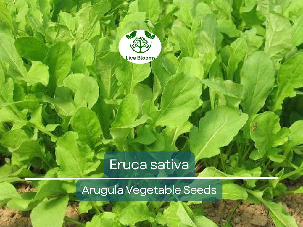 700 Seeds Arugula (Eruca sativa) – Non-GMO, Heirloom, Fast Growing, Perfect for Garden, Organic Planting, Great for Salads & Healthy Dishes