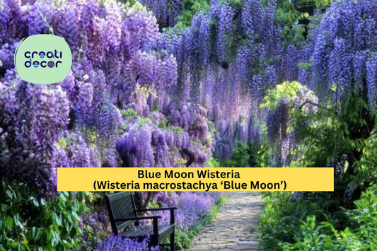 Blue Moon Wisteria | Wisteria macrostachya | Live 10–12 Inch Hardy Perennial Vine
