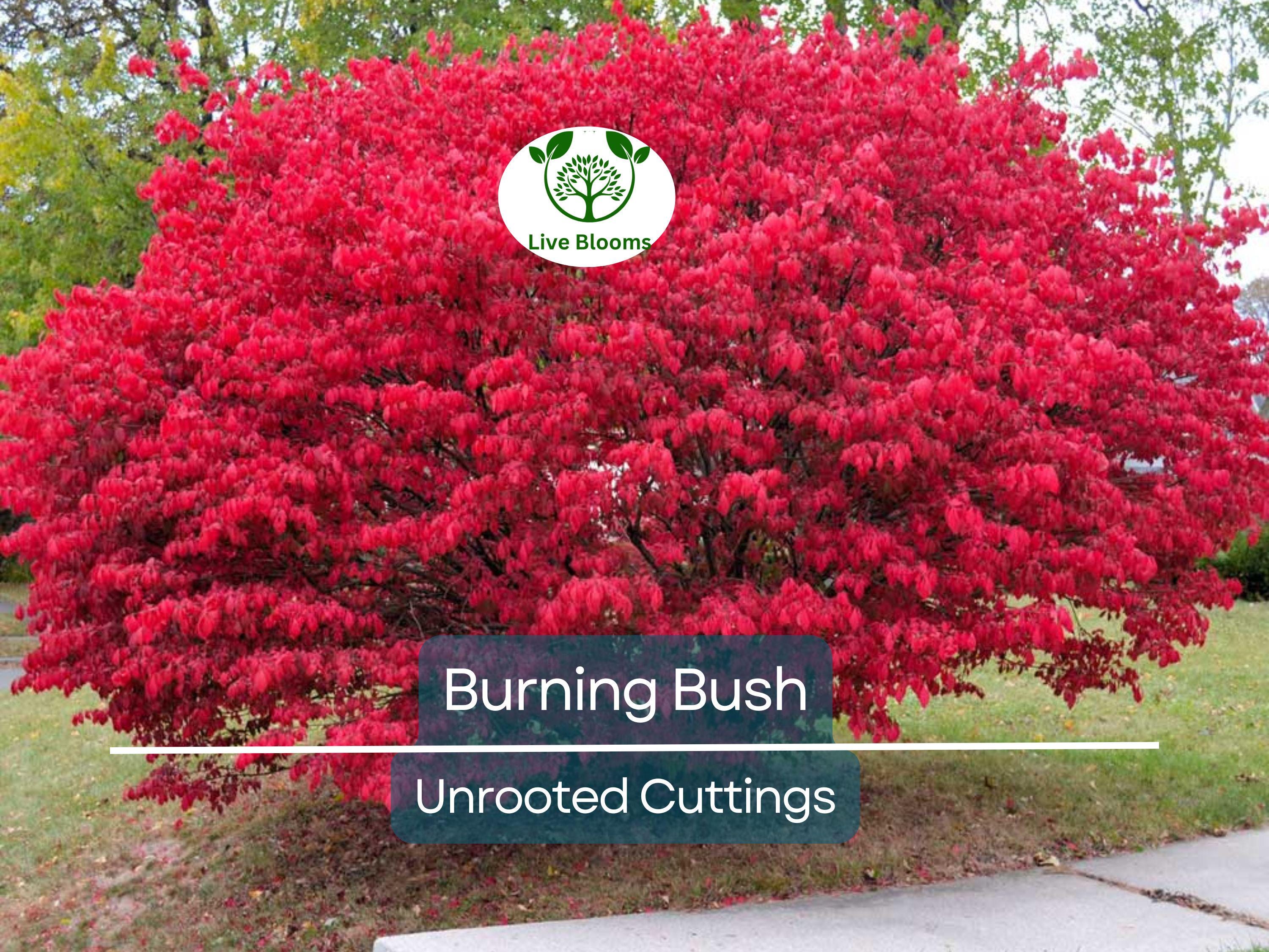 12 Burning Bush Unrooted Cuttings (Euonymus alatus) 6-8" | Dwarf Burning Bush, Ornamental Shrub for Landscaping