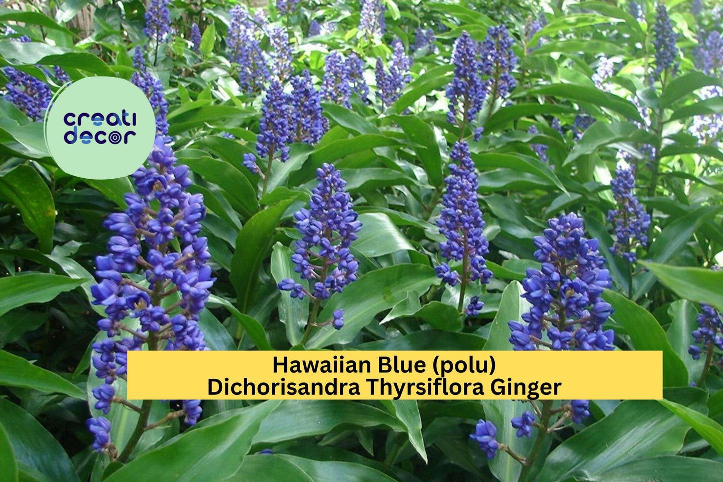 Hawaiian Blue Ginger Plant – Dichorisandra thyrsiflora Roots 1 Pack, Live Bare Root Starter for Tropical Garden, Exotic Blue Blooms