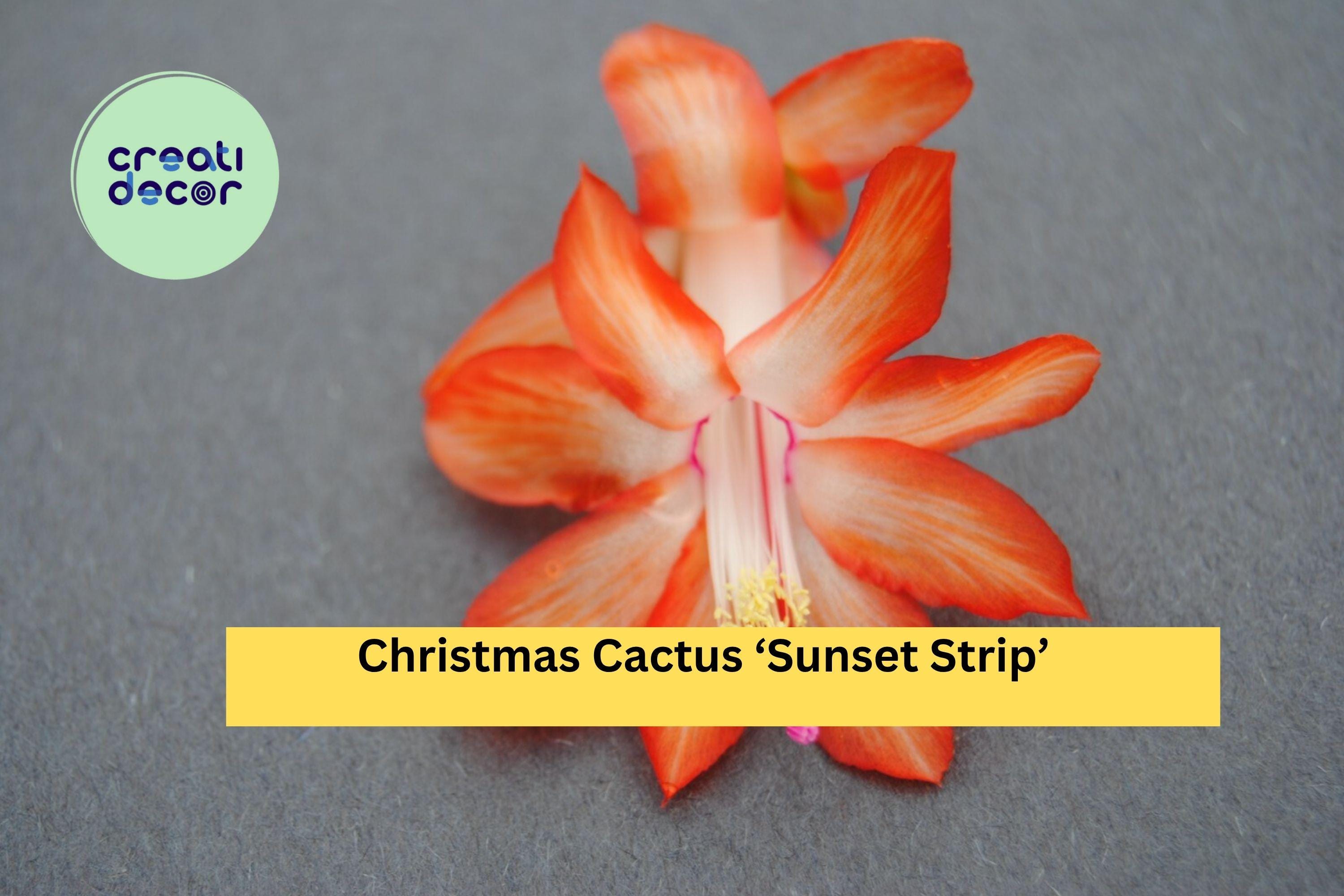 Christmas Cactus ‘Sunset Strip’ Starter Plant – Schlumbergera truncata, Live Holiday Cactus with Orange-Gold Blooms, Easy Indoor Houseplant