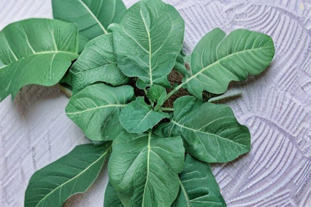 Collards – Vates 300 Seeds | Heirloom Collard Green | Compact Plants | Excellent Cold Tolerance