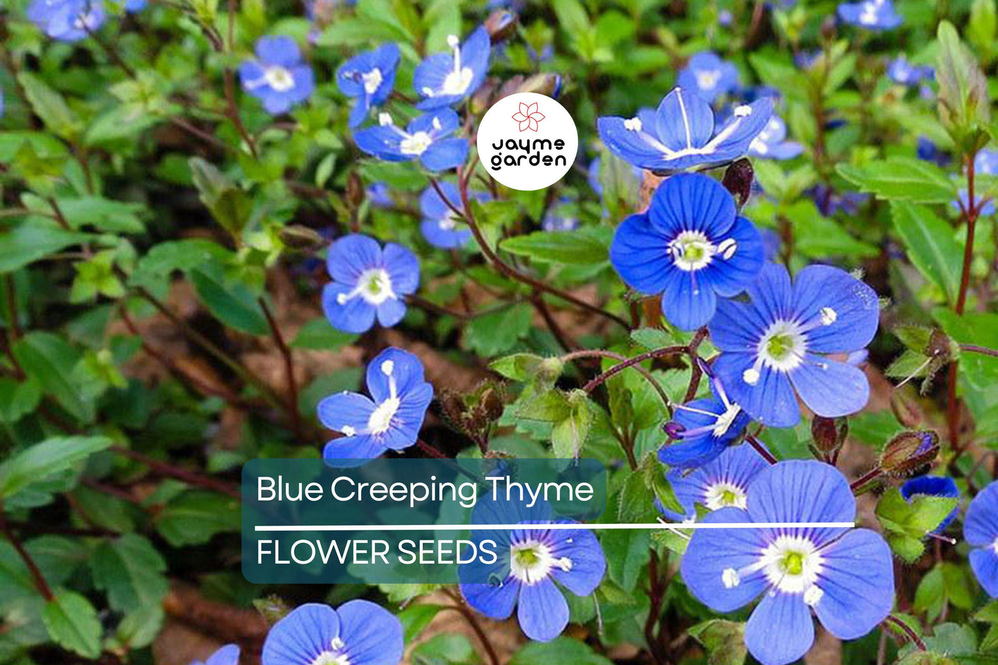 Blue Creeping Thyme Seeds - Non-GMO, Fragrant Ground Cover, Easy-Grow, Drought-Tolerant, Perfect for Rock Gardens, 300 Seeds