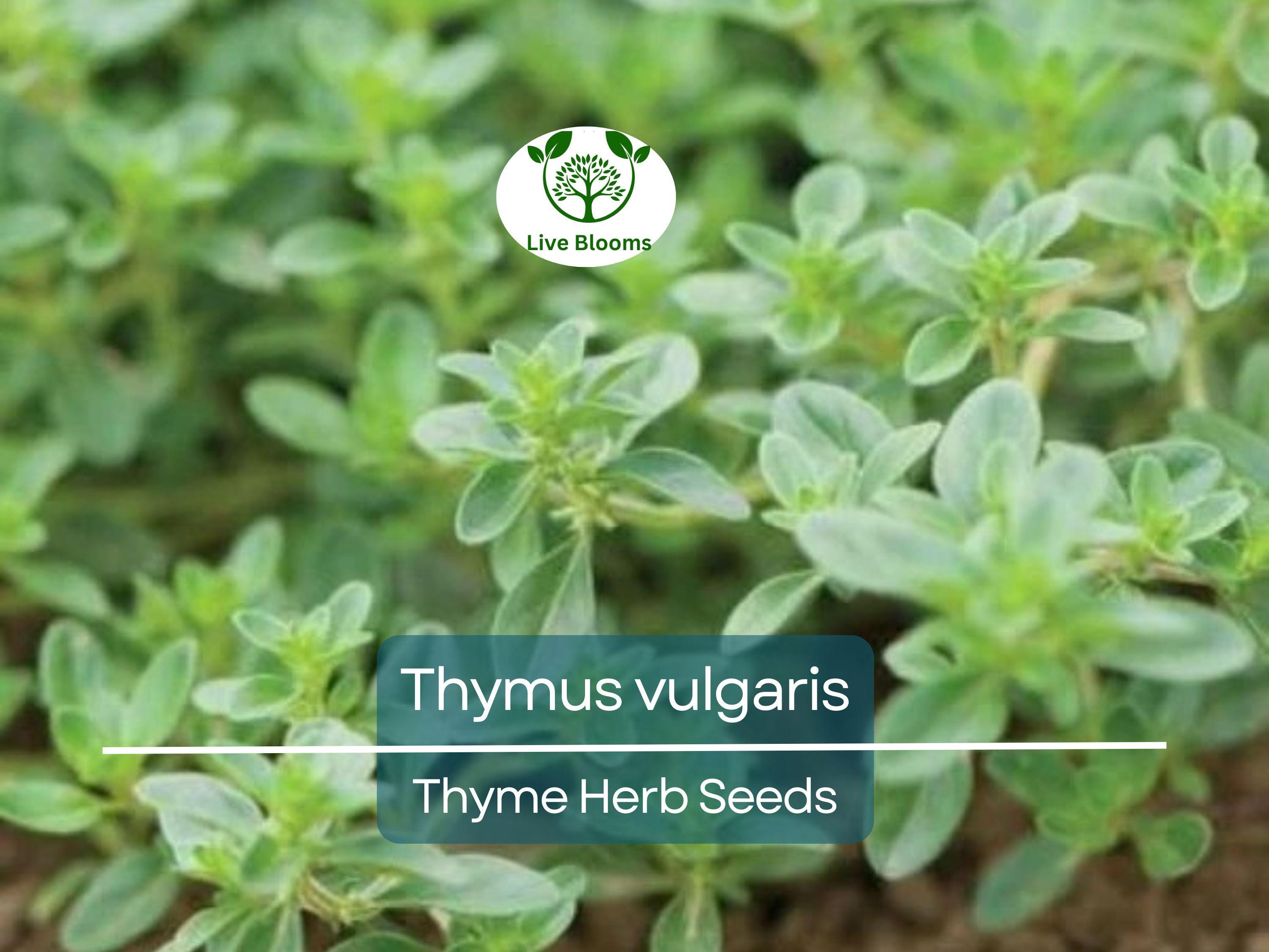 350 Thyme Seeds for Planting - Thymus vulgaris - Aromatic Herb for Cooking & Garden, Fresh Culinary Herb, Perfect for Home Garden Growers