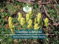 100 mg Seeds Castilleja sulphurea (Sulfur Paintbrush) Indian Paint Brush for Planting | Vibrant Wildflower for Pollinator Gardens