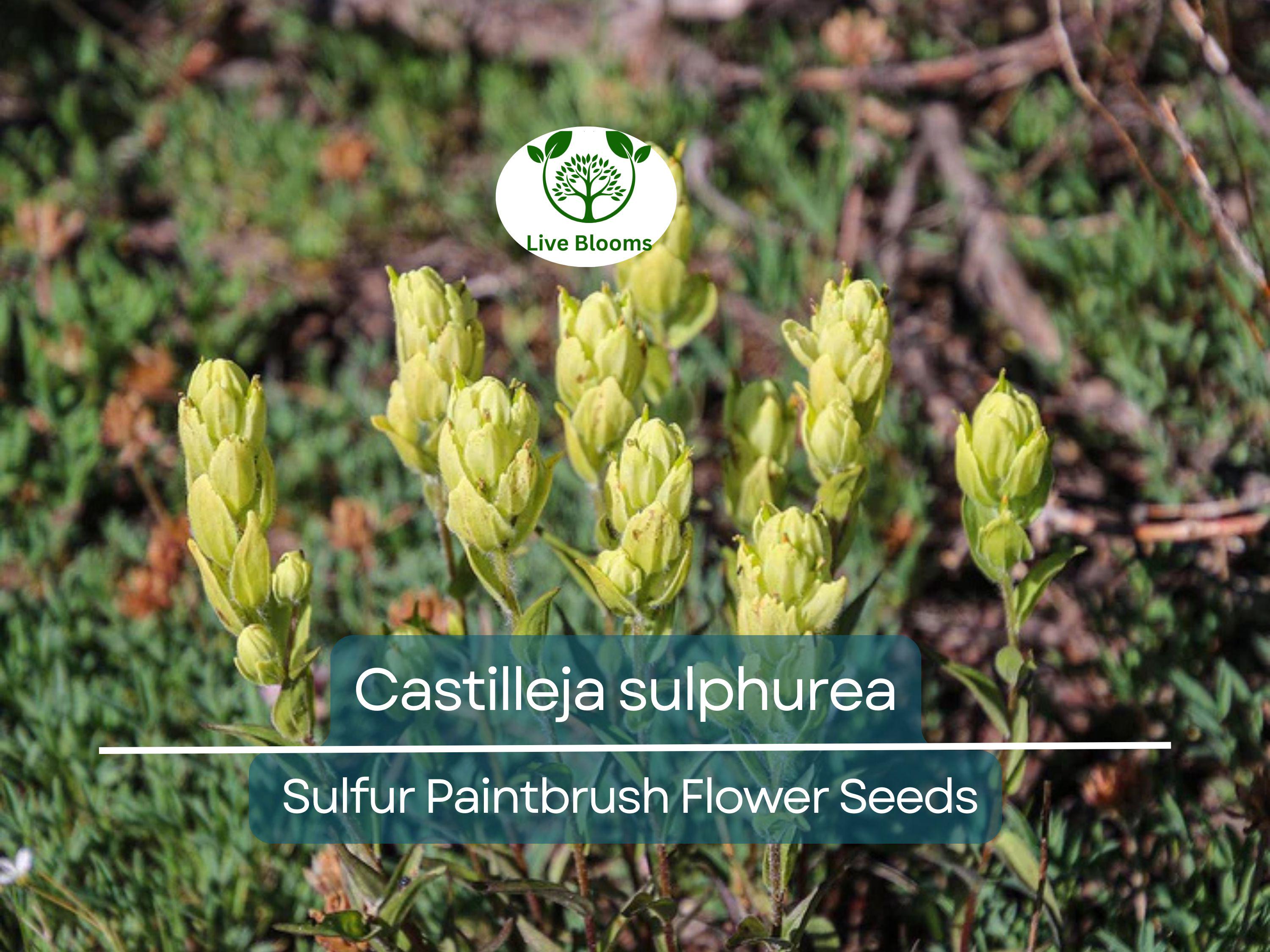 100 mg Seeds Castilleja sulphurea (Sulfur Paintbrush) Indian Paint Brush for Planting | Vibrant Wildflower for Pollinator Gardens