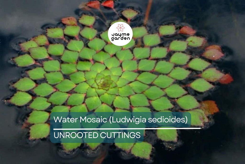 Water Mosaic Plant Cuttings | 3 Ludwigia sedioides for Ponds | Tropical Floating Plant | Red & Green Rosettes | Pond Decor