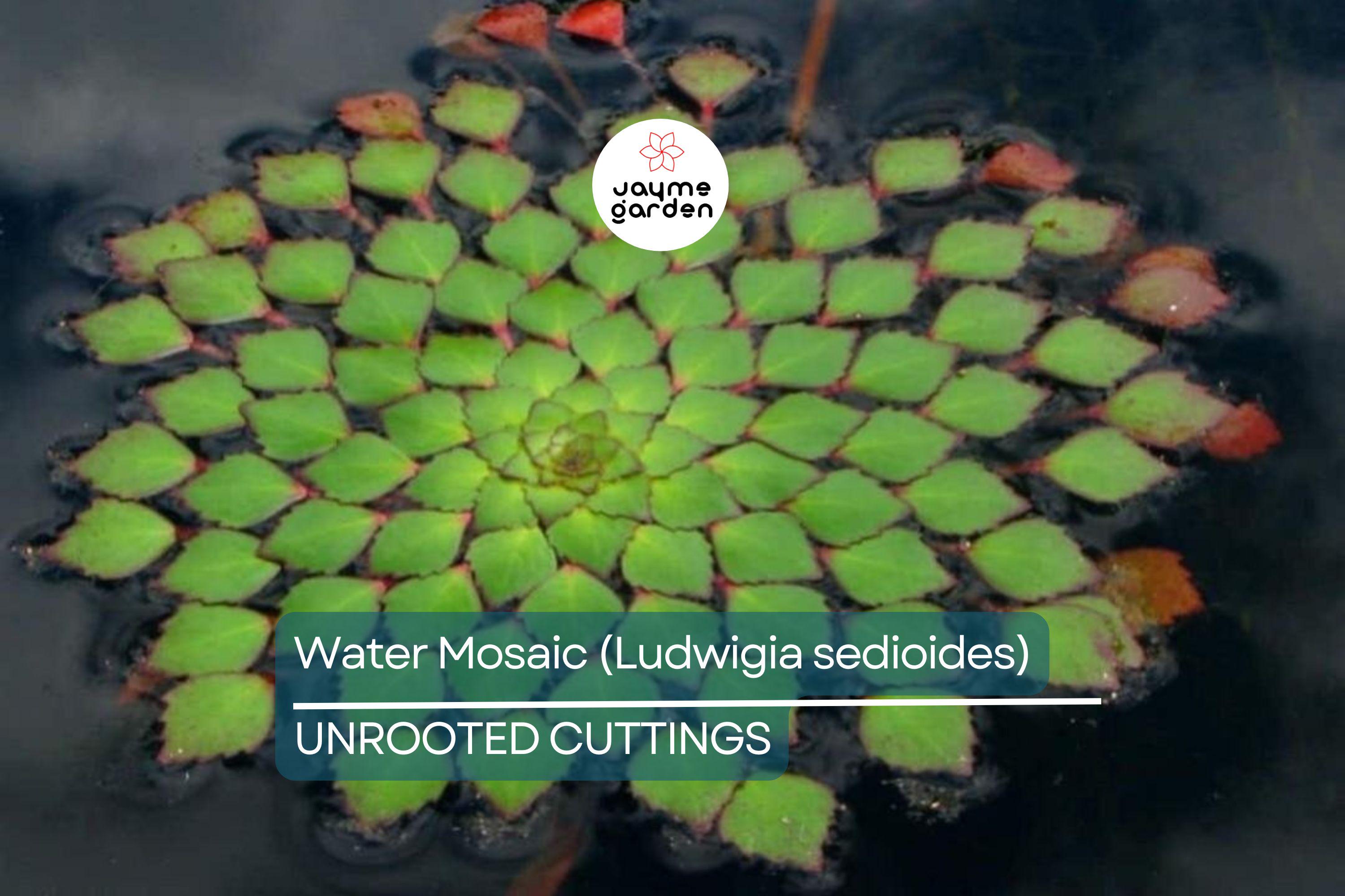 Water Mosaic Plant Cuttings | 3 Ludwigia sedioides for Ponds | Tropical Floating Plant | Red & Green Rosettes | Pond Decor