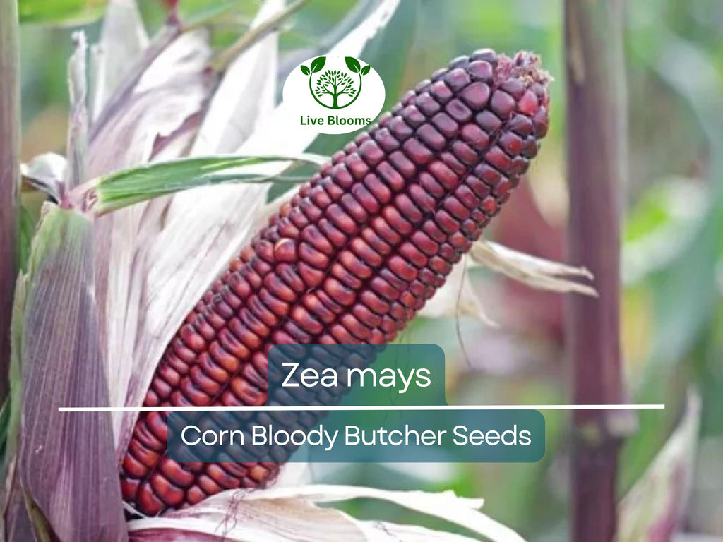 25 Seeds Corn Bloody Butcher (110 Days) – Zea mays | Heirloom Corn for Planting, Gardening & Unique Red Kernels for Fresh Harvests