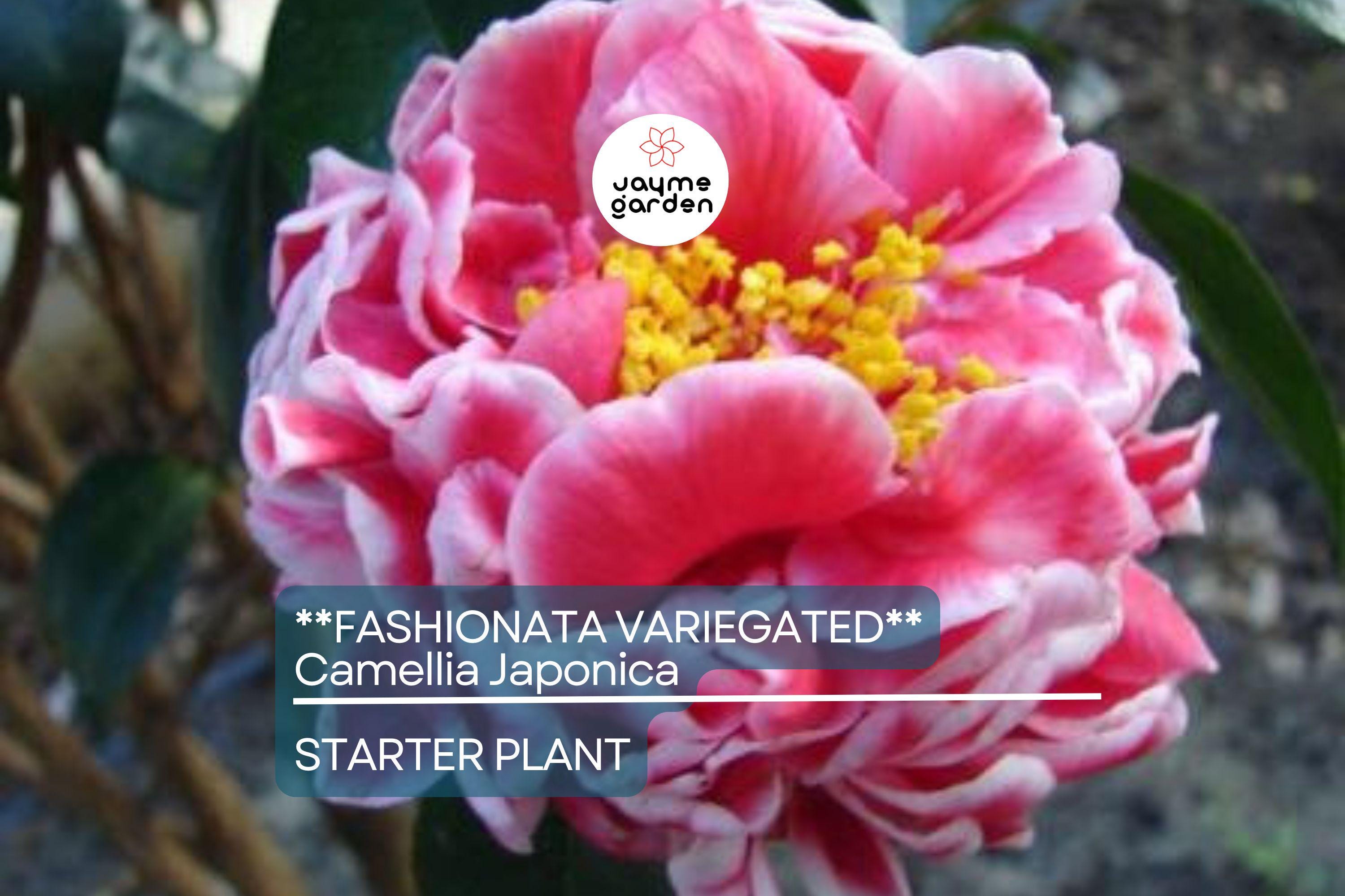 Fashionata Variegated Camellia Japonica Starter Plant | Unique Bloom | Live Well-Rooted Plant in Pot | Evergreen Shrub | USDA Zones 7-10