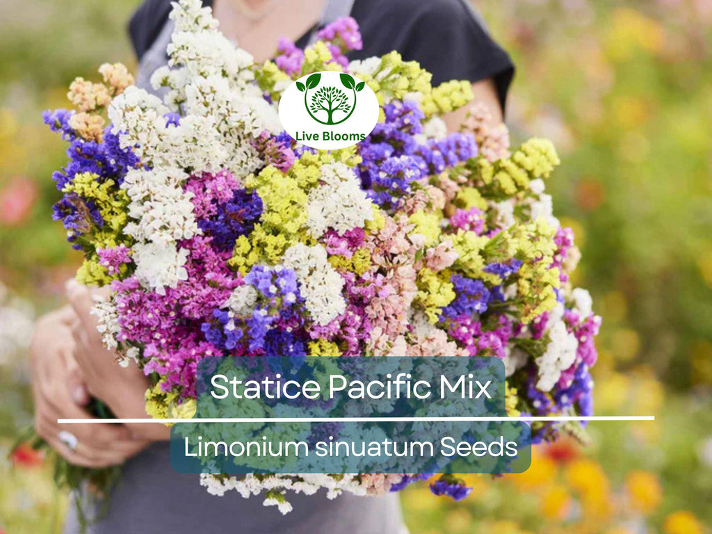100 Seeds Statice Pacific Mix, Non-GMO, Traditional Cut Flowers, Dried Arrangements, Long-Lasting, Beautiful Blooms, Easy to Grow