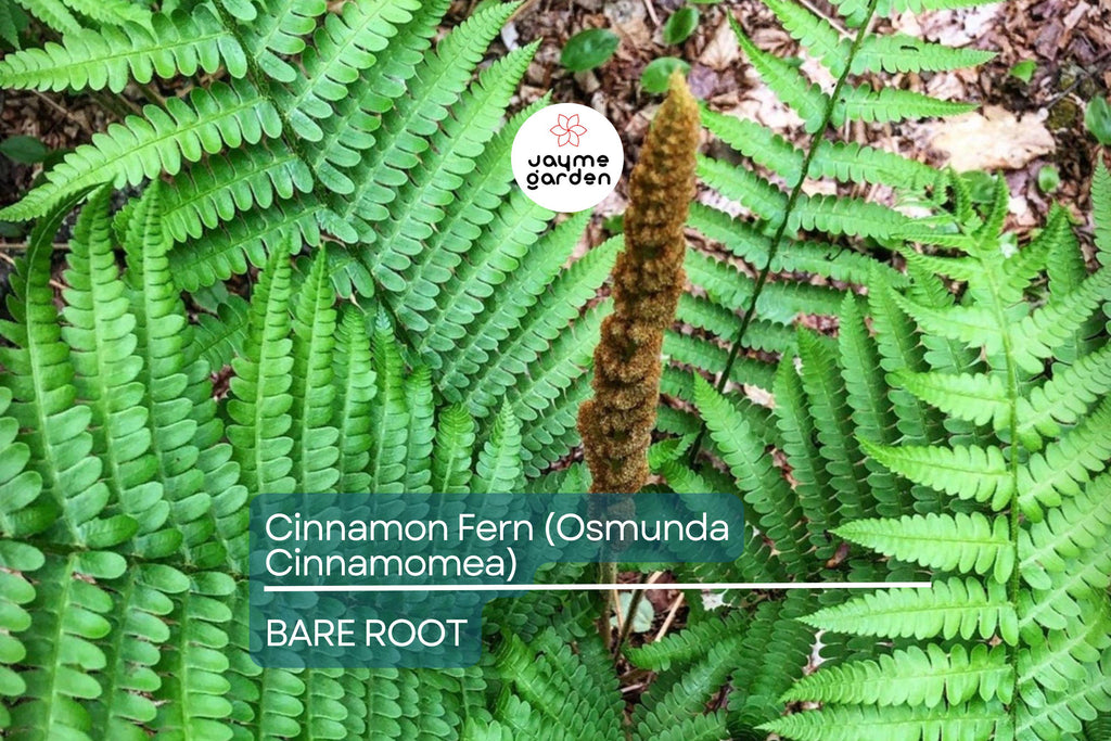 3 Small Bare-Root Cinnamon Ferns (Osmunda cinnamomea) | Lush Perennial, Shade-Loving | Fast Shipping
