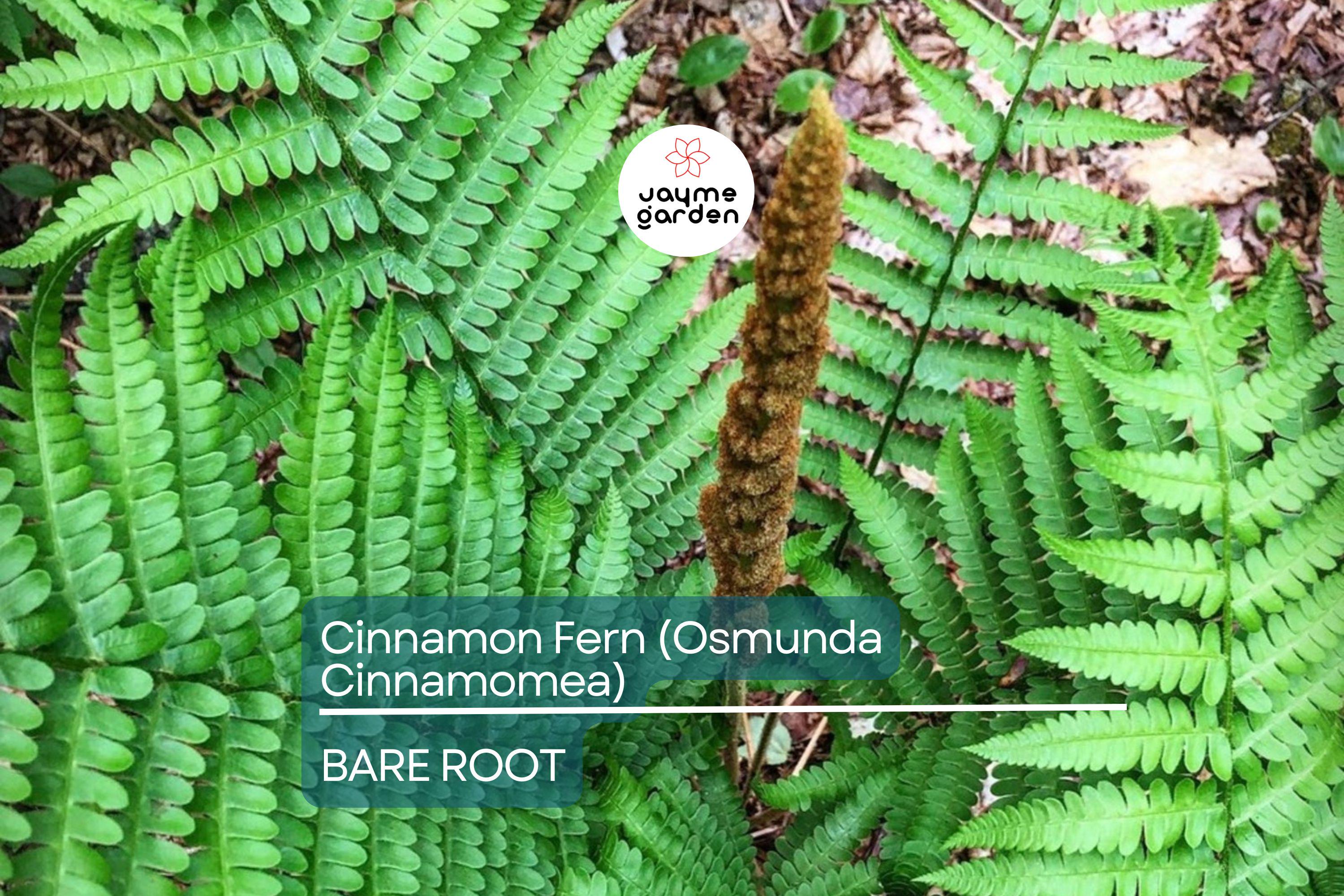 3 Small Bare-Root Cinnamon Ferns (Osmunda cinnamomea) | Lush Perennial, Shade-Loving | Fast Shipping