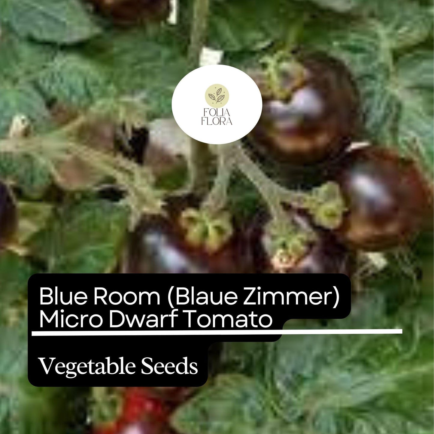 15 Blue Room (Blaue Zimmer) Micro Dwarf Tomato Seeds (Solanum lycopersicum) – Heirloom, Non-GMO, Compact & High-Yield