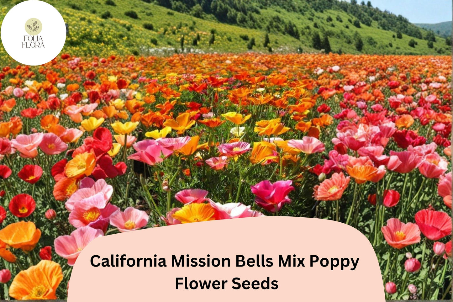 200+ California Mission Bells Poppy Seeds - Vibrant Mix for Garden Planting