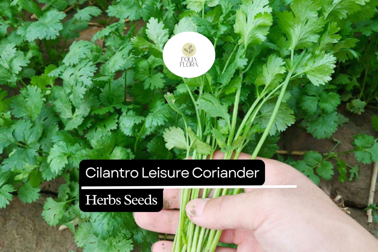 1g Cilantro Leisure Coriander Seeds Coriandrum sativum | Fast-Growing Herb, Heirloom, Non-GMO, Culinary Staple, Easy to Grow