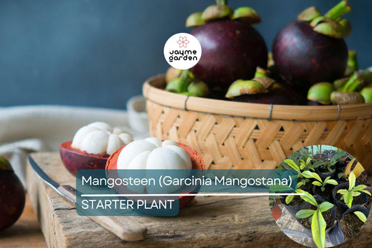 1 Mangosteen Tree (Garcinia Mangostana) Exotic Tropical Fruit Tree 6” | Queen of Fruits, Sweet & Tangy Flavor