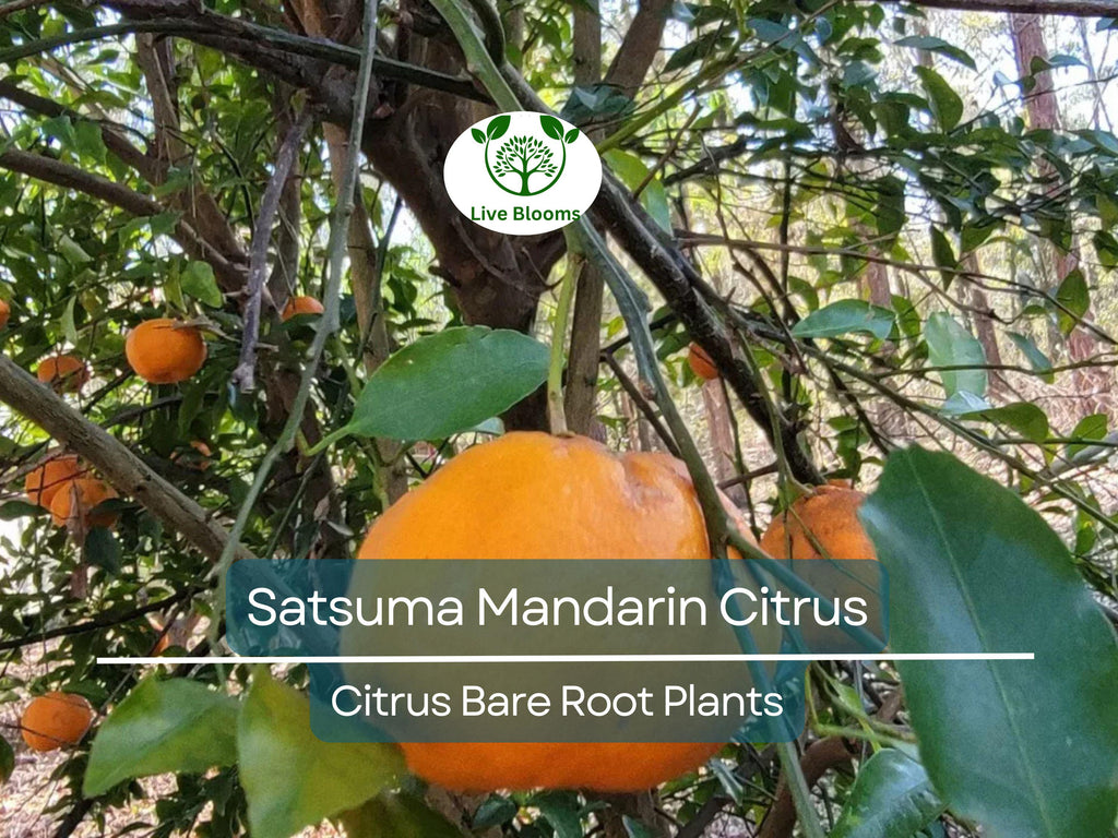 1 Satsuma Mandarin Citrus Tree – 4–10” Live Bare Root Plant – Real Fruit Seedling, Cold Hardy & Sweet, Easy to Grow Indoors/Out