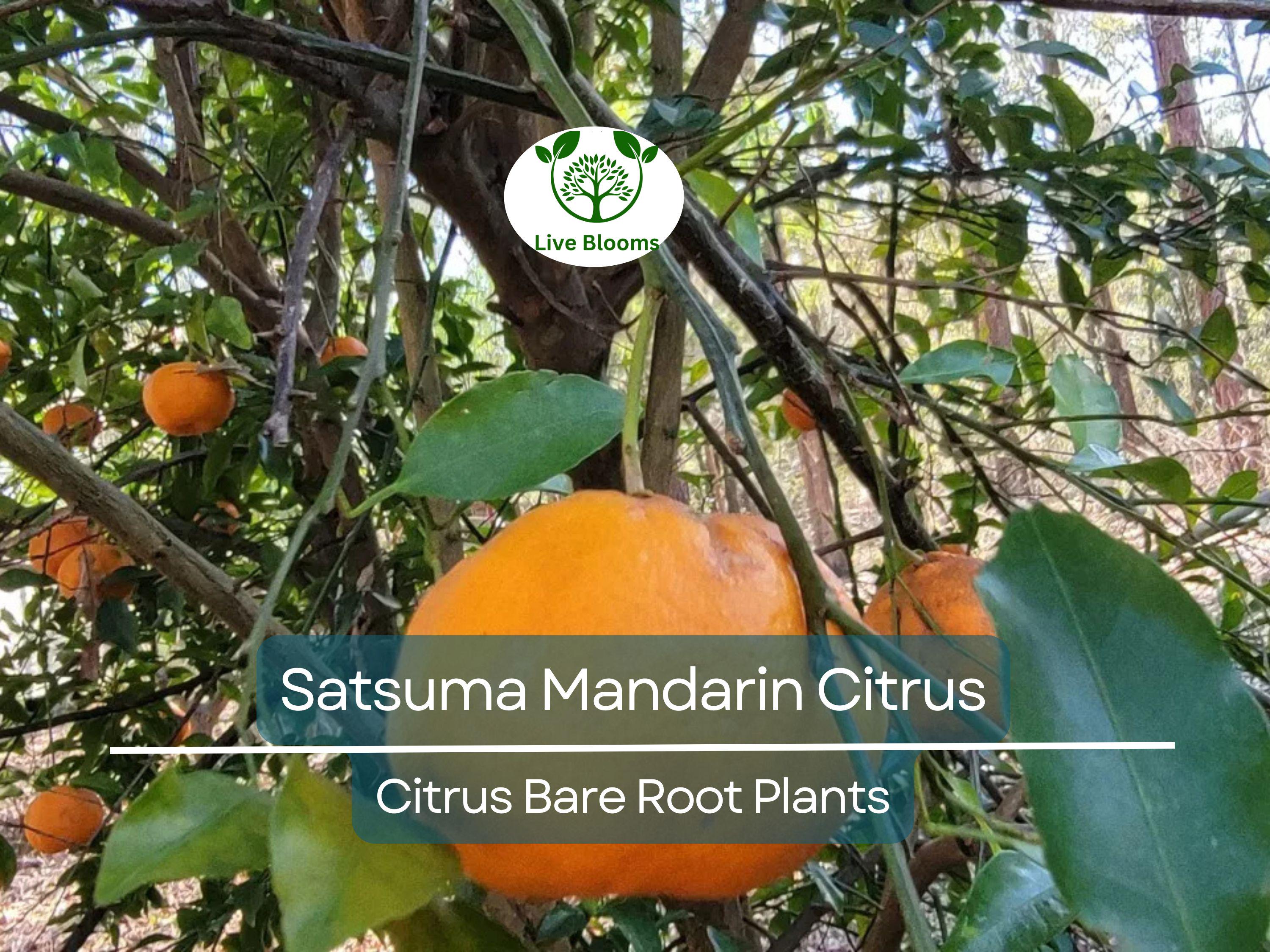 1 Satsuma Mandarin Citrus Tree – 4–10” Live Bare Root Plant – Real Fruit Seedling, Cold Hardy & Sweet, Easy to Grow Indoors/Out