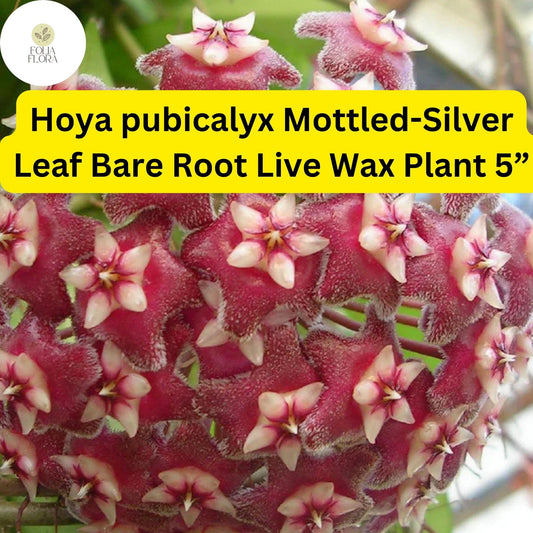 1 Hoya pubicalyx Mottled-Silver Leaf - Bare Root Live Wax Plant 5” - Tropical Vining Houseplant