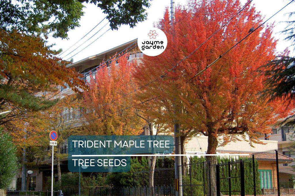 20 Trident Maple Tree Seeds – Acer buergerianum, Hardy Bonsai & Fall Colors