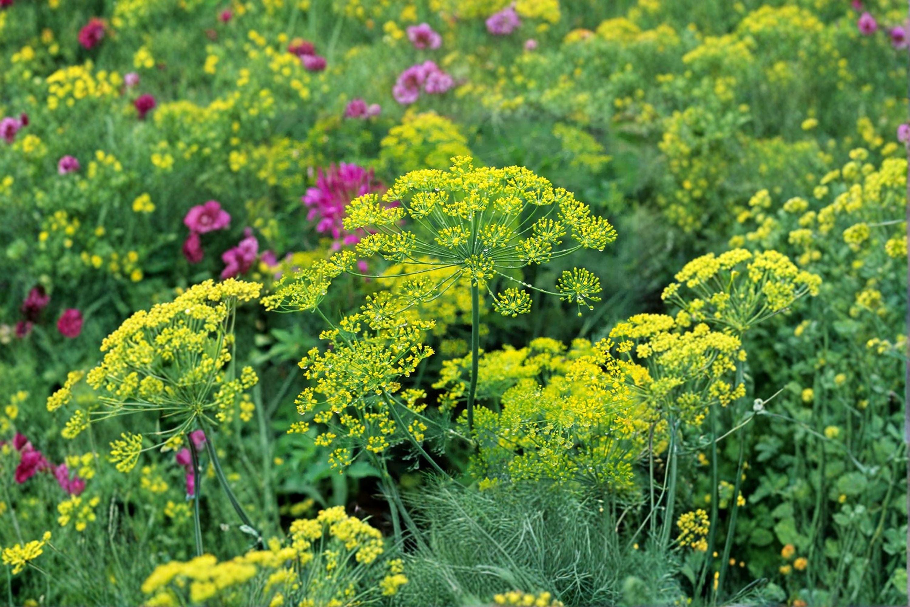 Dill – Bouquet 700 Seeds | Classic Heirloom Dill | Aromatic Leaves & Seed Heads | Perfect for Pickling