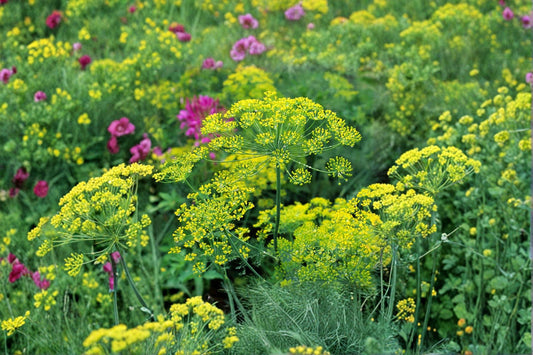 Dill – Bouquet 700 Seeds | Classic Heirloom Dill | Aromatic Leaves & Seed Heads | Perfect for Pickling