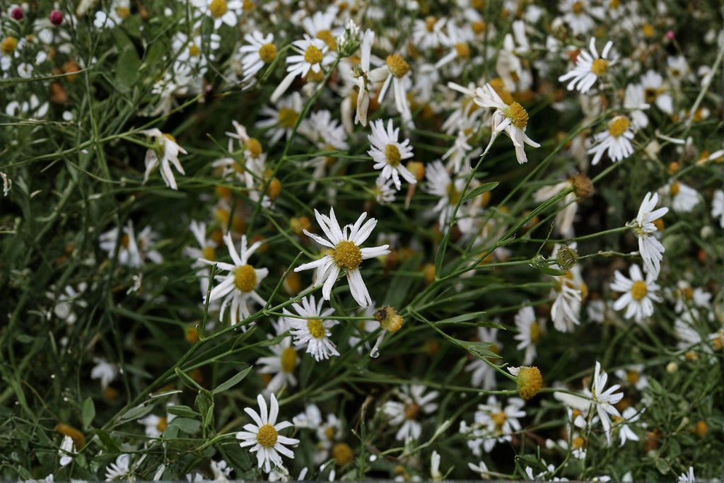 Boltonia asteroides/False Aster – 500 Seeds | Native Meadow Perennial | Fall Bloomer | Pollinator Powerhouse