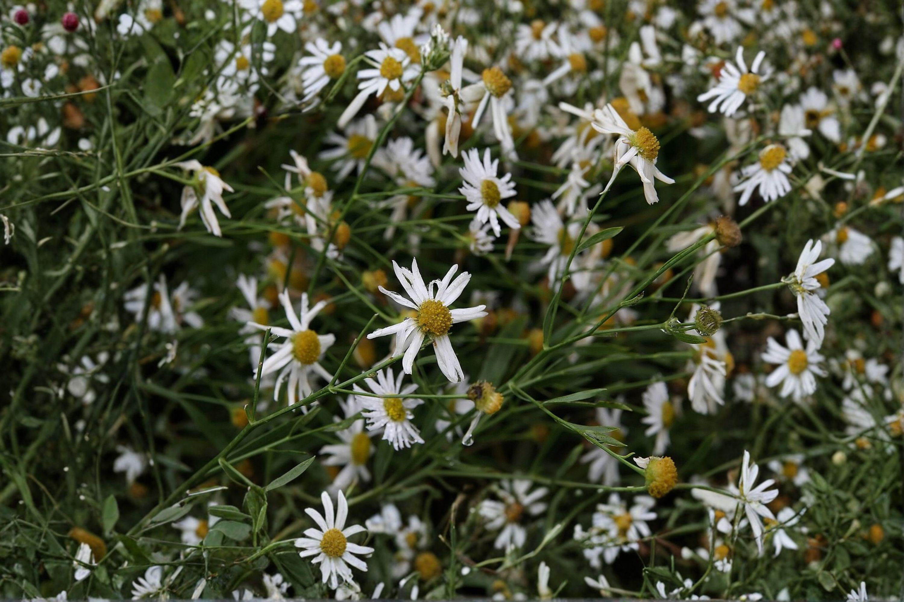 Boltonia asteroides/False Aster – 500 Seeds | Native Meadow Perennial | Fall Bloomer | Pollinator Powerhouse