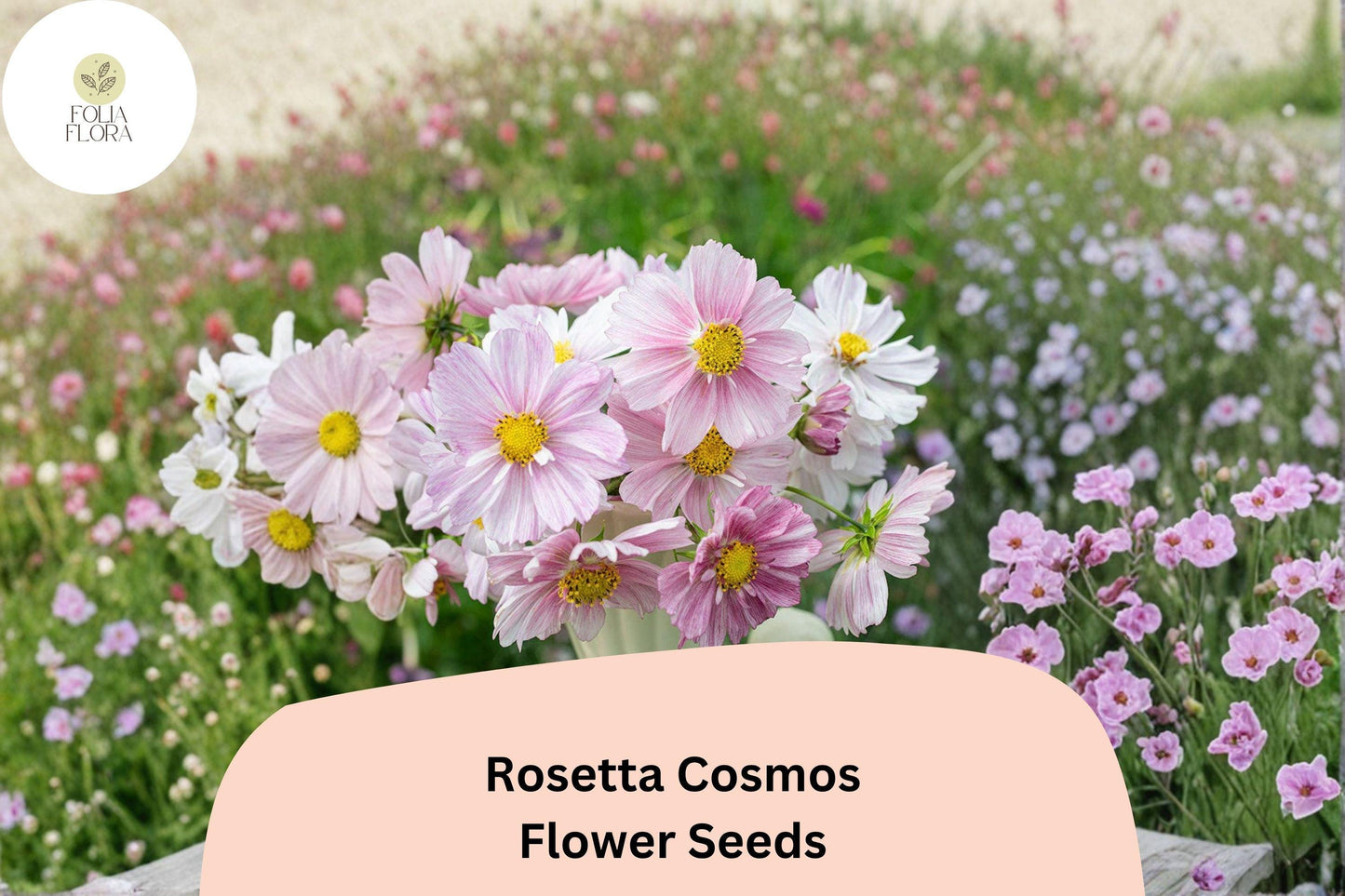 200+ Rosetta Cosmos Seeds | Cosmos Bipinnatus Soft Pink Double Blooms | Annual Garden Flower Seeds for Planting