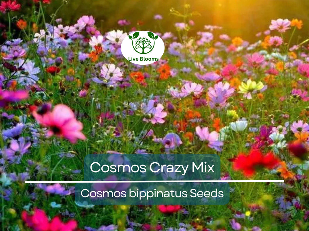 200 Seeds Cosmos Crazy for Cosmos Mix, Heirloom, Non-GMO, Attracts Pollinators, Loves Heat, Vibrant Garden Flowers, Easy to Grow Annuals