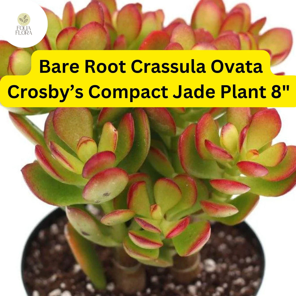 1 Bare Root Live Plant 8" Succulent Crassula Ovata ‘Crosby’s Compact’ Jade Plant | Dwarf Jade, Low-Maintenance, Indoor/Outdoor Houseplant
