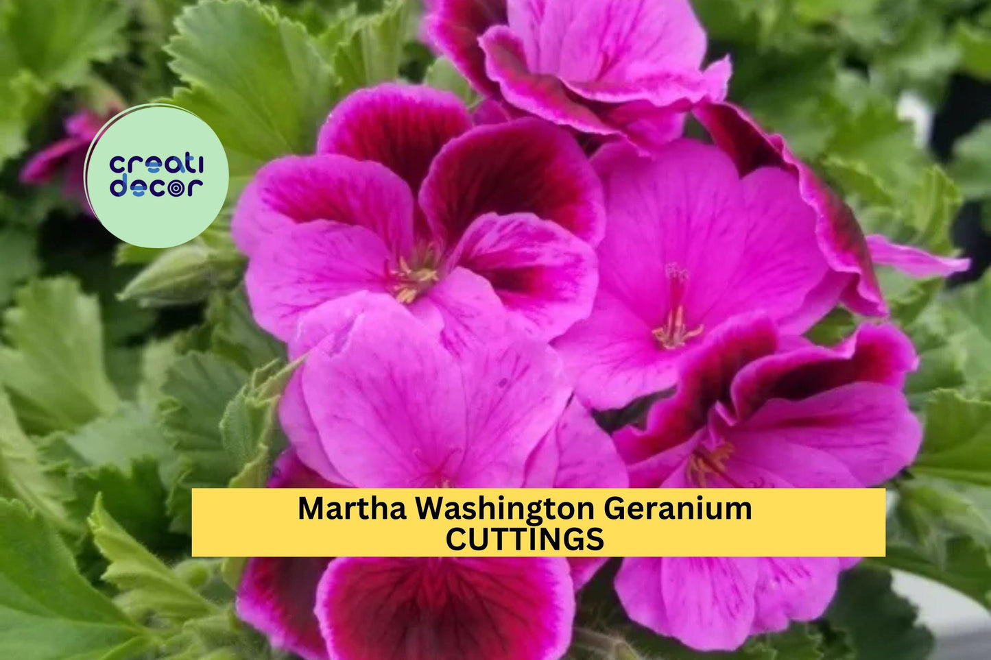 6 Martha Washington Geranium Cuttings – Pelargonium | Fresh Unrooted Flower Stems for Pots, Planters, or Spring Garden Borders