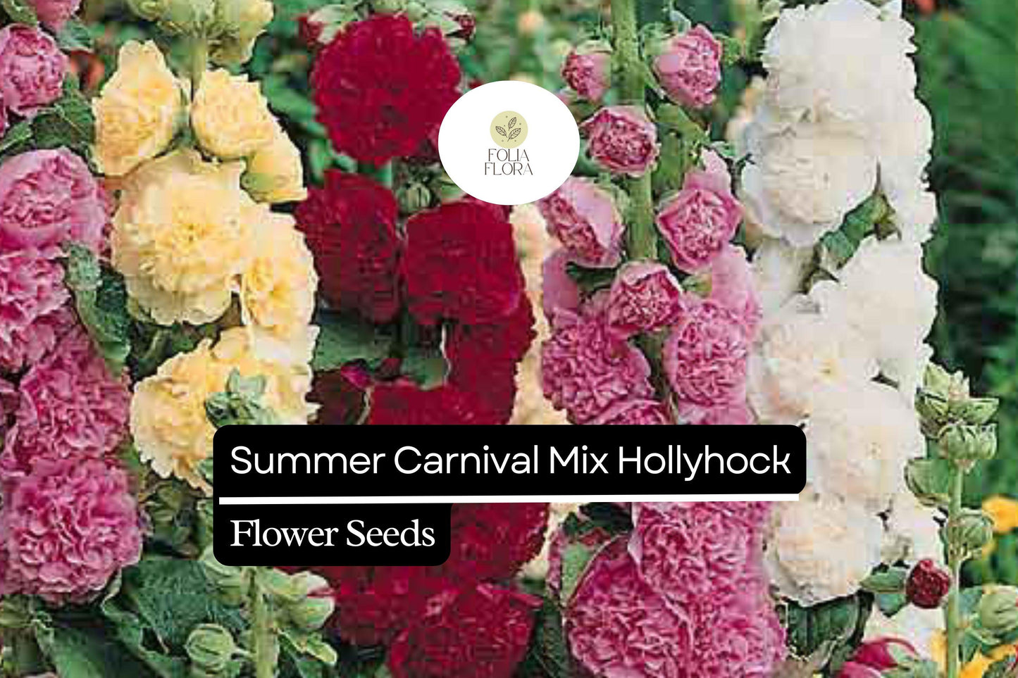 500 Seeds Summer Carnival Mix Hollyhock (Alcea rosea) – Vibrant Biennial Blooms, Pollinator-Friendly, Cottage Garden Favorite