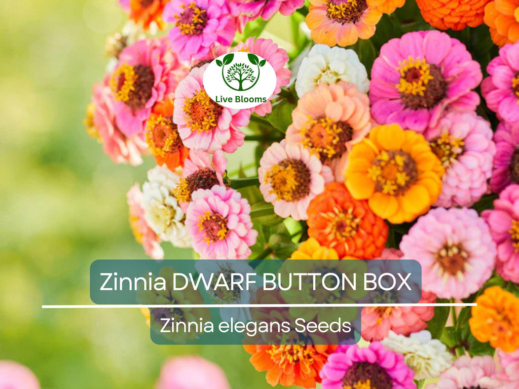 200 Zinnia Dwarf BUTTON BOX Heirloom Seeds - Non-GMO, Dainty Color Mix, Perfect for Containers & Gardens - Zinnia elegans