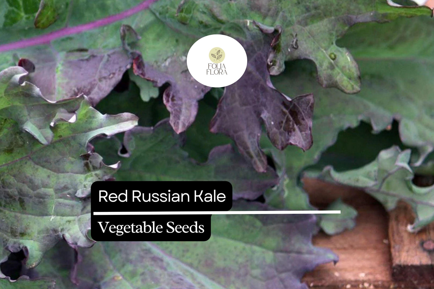 500 Red Russian Kale Seeds – Brassica napus – Heirloom, Tender & Sweet, Cold-Hardy, Fast-Growing