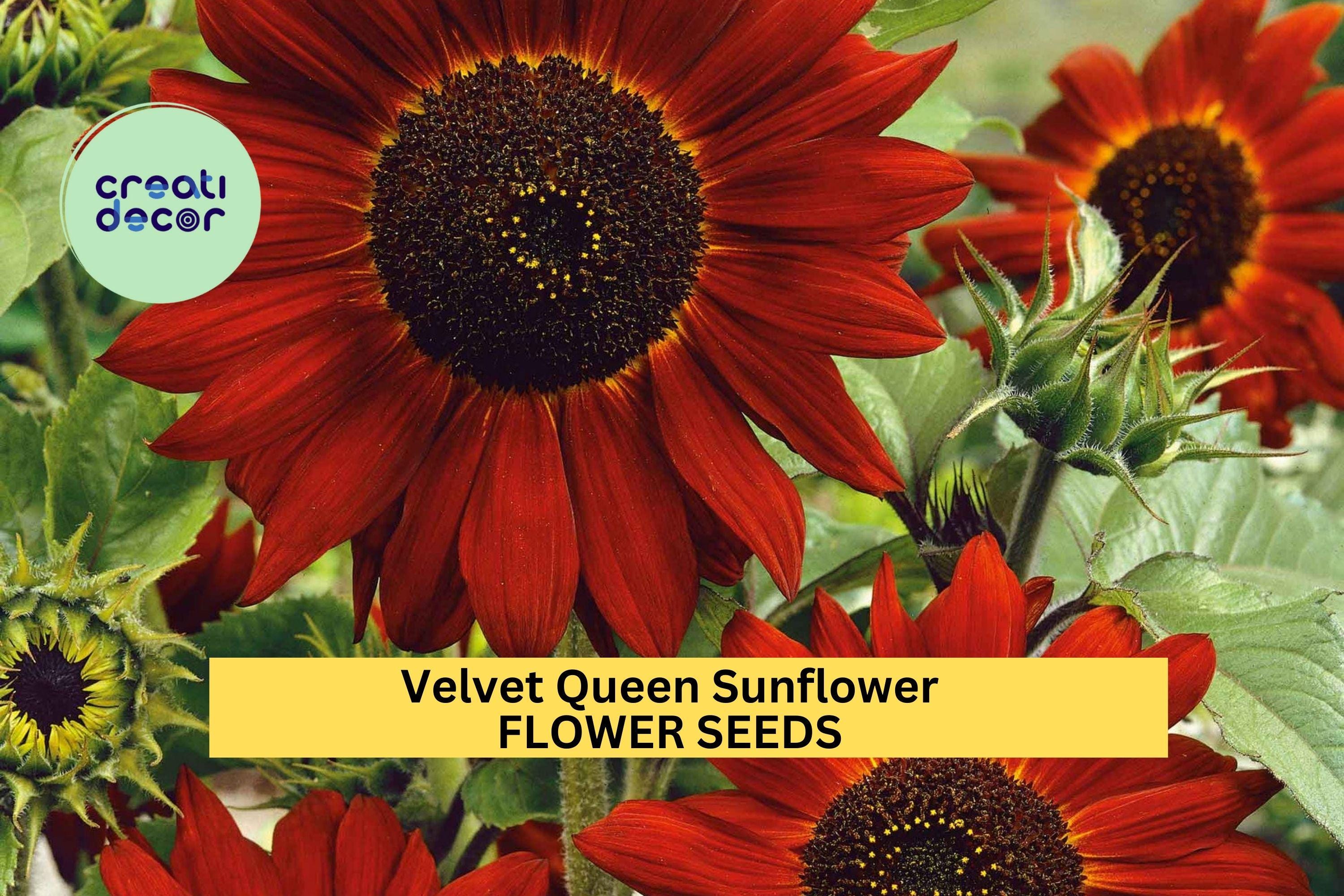 3pcs of 1g Velvet Queen Sunflower Seeds – Deep Red Blooms, Bold Cut Flowers for Pollinator Gardens & Summer Borders Seeds for Planting
