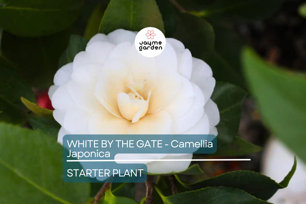White by the Gate Camellia Japonica Starter Plant | Live Well-Rooted | Unique White & Pink Blooms | Evergreen Shrub for Zones 7-10