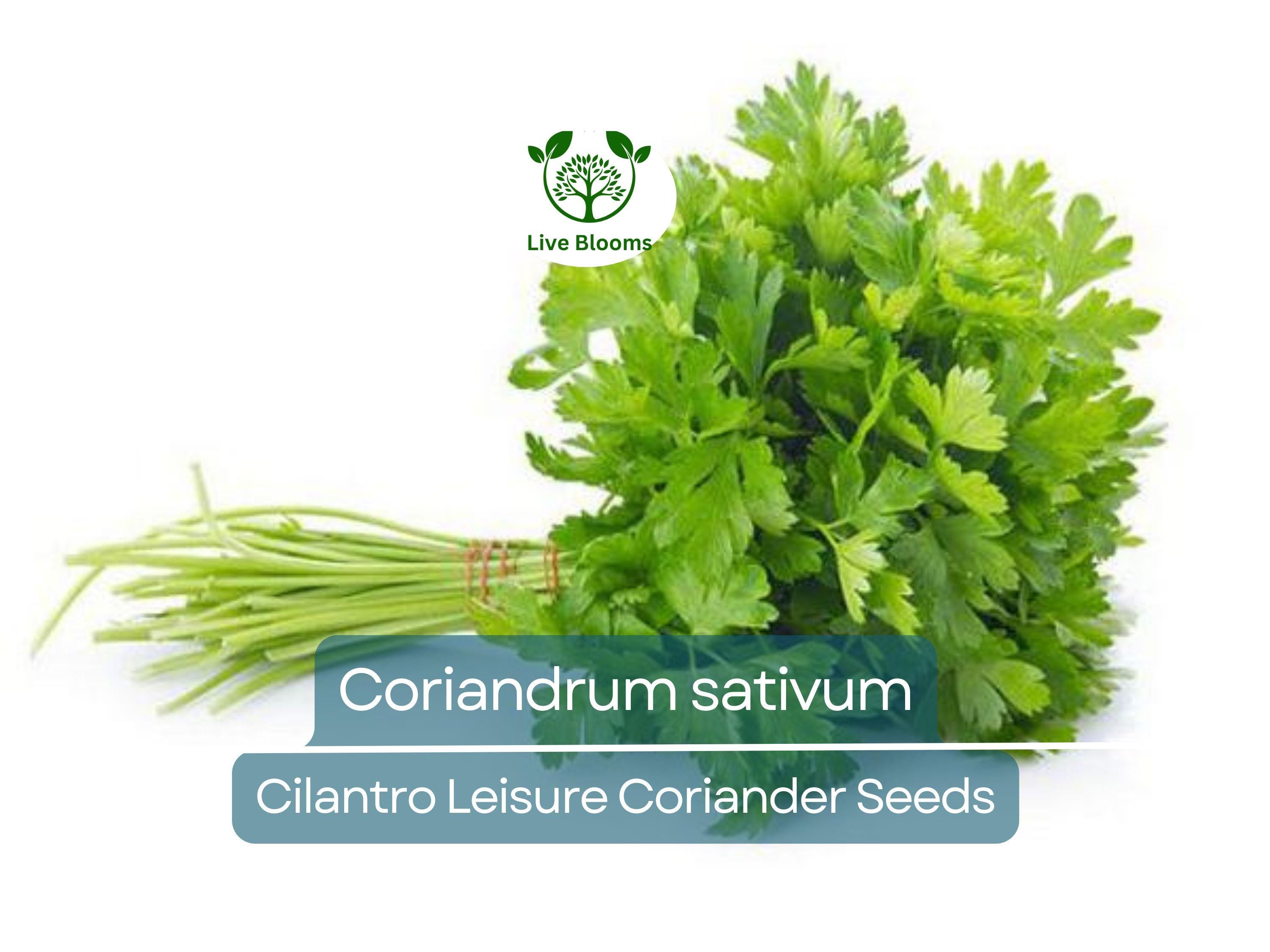 175 Cilantro Seeds - Coriander for Planting (Coriandrum sativum) - Fresh Herb for Kitchen Garden, Culinary Use, & Home Planting