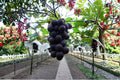 Fujiminori Grape 5 Cuttings 6-8" (Vitis vinifera Fujiminori) Unrooted Grape Vine Cuttings