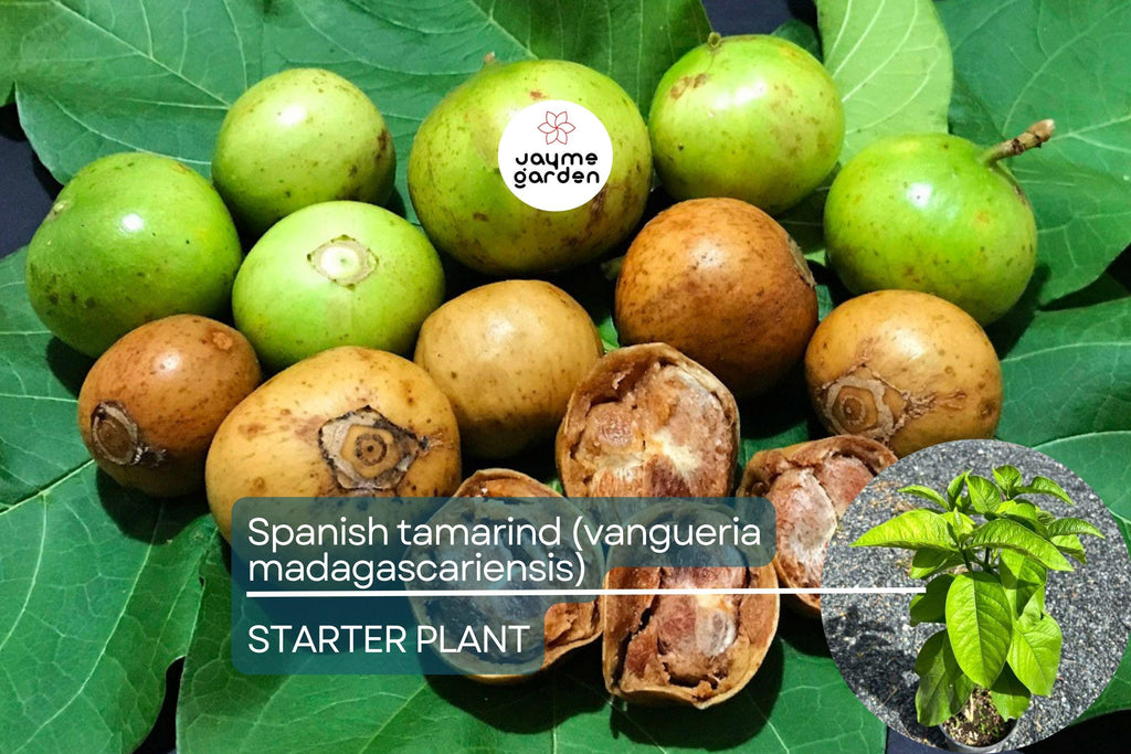 Spanish Tamarind (Vangueria madagascariensis) – Live Tropical Fruit Tree, 12”-24”, Ornamental and Fruiting, Exotic and Irresistible