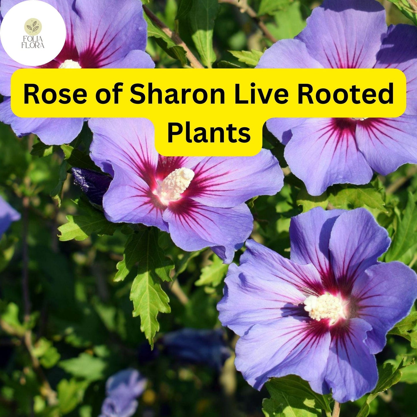 2 Rose of Sharon Hibiscus Organic Live Plant with Roots - Transplant Starter Bush