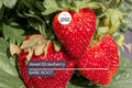 Jewel Strawberry Plants – Bare Root, Delicious Sweet Strawberries